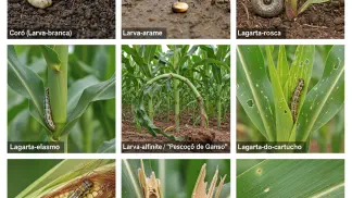 Miniatura do artigo de Manejo Integrado de Pragas: Pragas do Milho: Identificação e Controle na Pré-Safra