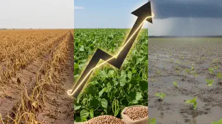 Miniatura do artigo de Gestão Agrícola: Preço do Feijão em 2024: Análise Completa da Safra e Previsão de Mercado