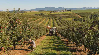 Miniatura do artigo de Gestão Agrícola: Preparação do Solo para Maçã: Guia Prático de Calagem [2025]