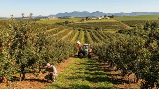 Miniatura do artigo de Gestão Agrícola: Preparação do Solo para Maçã: Guia Prático de Calagem [2025]