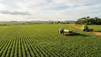 Miniatura do artigo de Gestão Agrícola: Preparo de Solo para Abacaxi: Guia Prático de Plantio [2025]