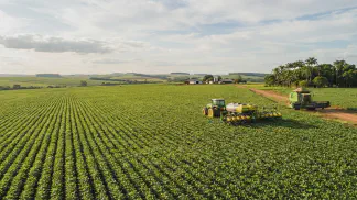 Miniatura do artigo de Gestão Agrícola: Preparo de Solo para Abacaxi: Guia Prático de Plantio [2025]