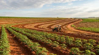 Miniatura do artigo de Gestão Agrícola: Preparo do Solo para Mandioca: Guia para Raiz Grossa [2025]