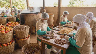 Miniatura do artigo de Gestão Agrícola: Processamento de Caju: Guia Prático para Lucrar Mais [2025]