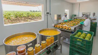 Miniatura do artigo de Gestão Agrícola: Processamento de Mamão: Guia Prático para Lucrar Mais [2025]
