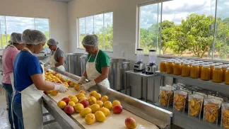 Miniatura do artigo de Gestão Agrícola: Processamento de Manga: Polpa e Geleia na Prática [2025]