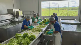 Miniatura do artigo de Gestão Agrícola: Processamento Mínimo de Hortaliças: 8 Etapas Práticas [2025]