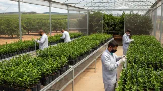 Miniatura do artigo de Gestão Agrícola: Produção de Mudas Cítricas: Guia Completo das Etapas e Legislação