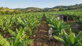 Miniatura do artigo de Gestão Agrícola: Produção Integrada de Banana: Vantagens e Como Fazer [2025]