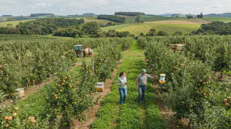 Miniatura do artigo de Gestão Agrícola: Produção Integrada de Maçã: Vantagens e Custos [Guia 2025]