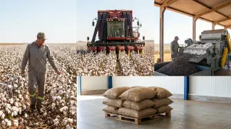 Miniatura do artigo de Gestão Agrícola: Produção de Semente de Algodão: Passo a Passo Legal [2025]