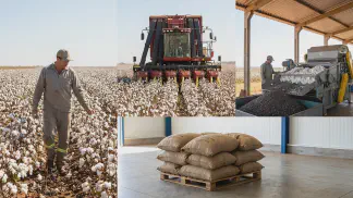 Miniatura do artigo de Gestão Agrícola: Produção de Semente de Algodão: Passo a Passo Legal [2025]