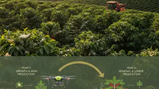 Miniatura do artigo de Gestão Agrícola: Produtividade de Café: 6 Dicas Práticas para Aumentar Seus Resultados na Lavoura