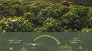 Miniatura do artigo de Gestão Agrícola: Produtividade de Café: 6 Dicas Práticas para Aumentar Seus Resultados na Lavoura