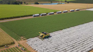 Miniatura do artigo de Gestão Agrícola: Produtividade do Algodão: Guia Completo do Ciclo ao Manejo Avançado