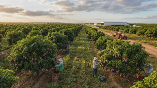 Miniatura do artigo de Gestão Agrícola: Manga Tommy Atkins: Guia Definitivo para Lucrar Mais [2025]