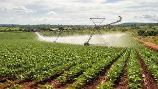 Miniatura do artigo de Gestão Agrícola: Quimigação no Feijão: O Que É e Como Economizar [2025]