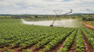 Miniatura do artigo de Gestão Agrícola: Quimigação no Feijão: O Que É e Como Economizar [2025]