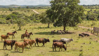Miniatura do artigo de Gestão Agrícola: Raças de Gado Crioulo: Guia de Vantagens e Lucro [2025]