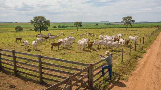Miniatura do artigo de Gestão Agrícola: Raças de Gado: Guia Definitivo para Melhor Desempenho [2025]