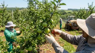 Miniatura do artigo de Gestão Agrícola: Raleio de Maçã: Guia Prático para Qualidade e Lucro [2025]