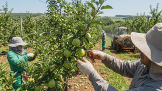 Miniatura do artigo de Gestão Agrícola: Raleio de Maçã: Guia Prático para Qualidade e Lucro [2025]