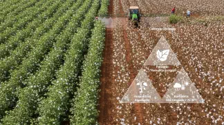 Miniatura do artigo de Manejo de Doencas: Ramulária no Algodão: Guia Completo para Identificar e Controlar a Doença