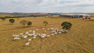 Miniatura do artigo de Gestão Agrícola: Recria de Novilhas: 6 Passos para Manejo Lucrativo [2025]