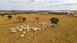 Miniatura do artigo de Gestão Agrícola: Recria de Novilhas: 6 Passos para Manejo Lucrativo [2025]