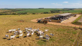 Miniatura do artigo de Gestão Agrícola: Recria de Novilhas: Guia Prático de Nutrição e Pasto [2025]