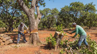 Miniatura do artigo de Gestão Agrícola: Recuperar pomar de caju: Guia Definitivo de Enxertia [2025]