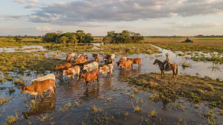 Miniatura do artigo de Gestão Agrícola: Bovino Pantaneiro: Guia de Recurso Genético e Lucro [2025]