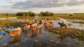 Miniatura do artigo de Gestão Agrícola: Bovino Pantaneiro: Guia de Recurso Genético e Lucro [2025]