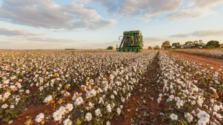 Miniatura do artigo de Gestão Agrícola: Regulador de Crescimento no Algodão: Guia Prático [2025]