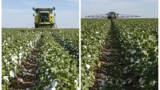 Miniatura do artigo de Gestão Agrícola: Regulador de Crescimento no Algodão: Guia Completo para Máxima Produtividade