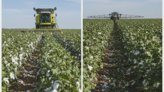 Miniatura do artigo de Gestão Agrícola: Regulador de Crescimento no Algodão: Guia Completo para Máxima Produtividade