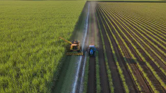 Miniatura do artigo de Gestão Agrícola: Renovação do Canavial: Como Calcular o Momento Certo e 5 Dicas Essenciais