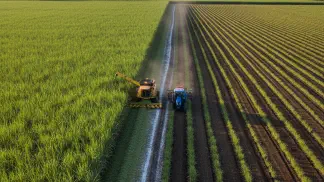 Miniatura do artigo de Gestão Agrícola: Canavial: 5 Dicas para a Renovação e Ponto Ótimo | Aegro
