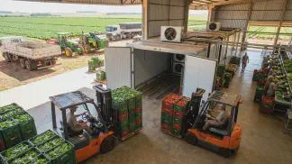 Miniatura do artigo de Gestão Agrícola: Resfriamento Pós-Colheita: 5 Métodos para Mais Lucro [2025]