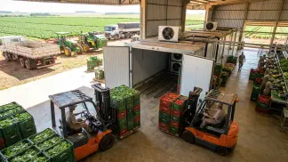 Miniatura do artigo de Gestão Agrícola: Resfriamento Pós-Colheita: 5 Métodos para Mais Lucro [2025]