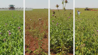 Miniatura do artigo de Gestão Agrícola: Resistência a Defensivos Agrícolas: O Que É e Como Evitar na Lavoura