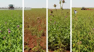 Miniatura do artigo de Gestão Agrícola: Resistência a Defensivos Agrícolas: O Que É e Como Evitar na Lavoura