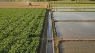 Miniatura do artigo de Gestão Agrícola: Rotação Arroz e Soja: Guia Completo para Aumentar a Produtividade e o Lucro