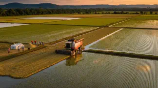 Miniatura do artigo de Mercado Agrícola: Safra de Arroz 2020: Perspectivas de Produção, Mercado e Preços para o Produtor