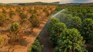 Miniatura do artigo de Mercado Agrícola: Safra de Café 2024/2025: Previsões de Produção, Clima e Preços