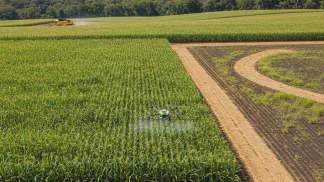 Miniatura do artigo de Planejamento Agrícola: Safra de Milho: 7 Dicas de Manejo para Aumentar sua Produtividade