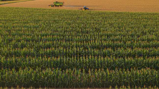 Miniatura do artigo de Gestão Agrícola: Safrinha de Milho: 8 Dicas Essenciais para Aumentar sua Produtividade
