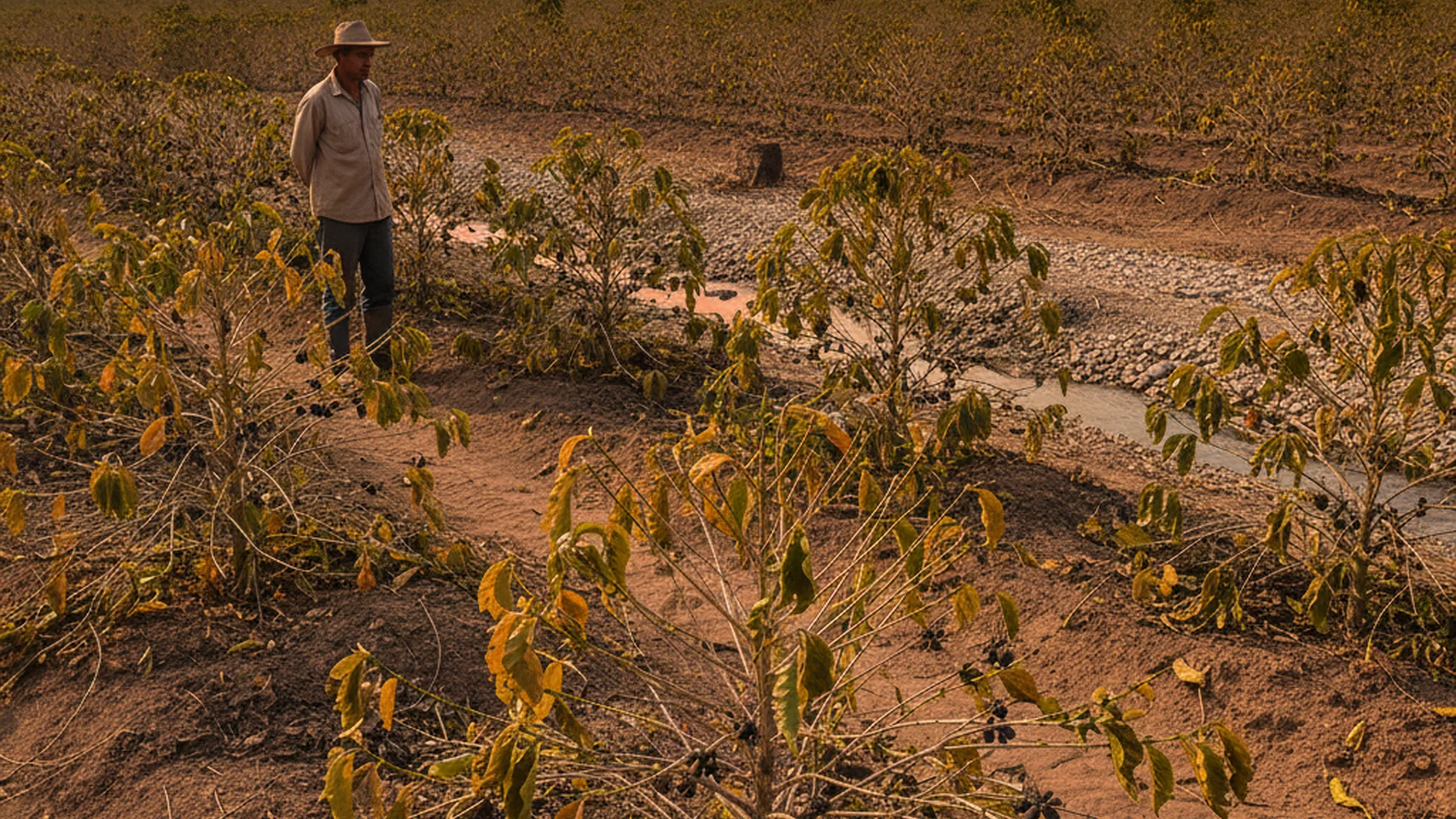 Seca no Café: Como Proteger a Lavoura e Garantir a Safra