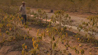 Miniatura do artigo de Gestão Agrícola: Seca no Café: Como Proteger a Lavoura e Garantir a Safra