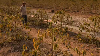 Miniatura do artigo de Gestão Agrícola: Seca no Café: Como Proteger a Lavoura e Garantir a Safra
